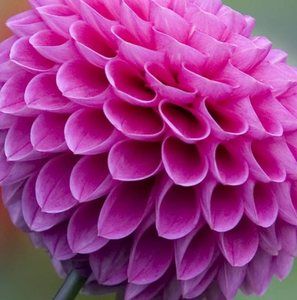 Meet your Posher, Dalhia